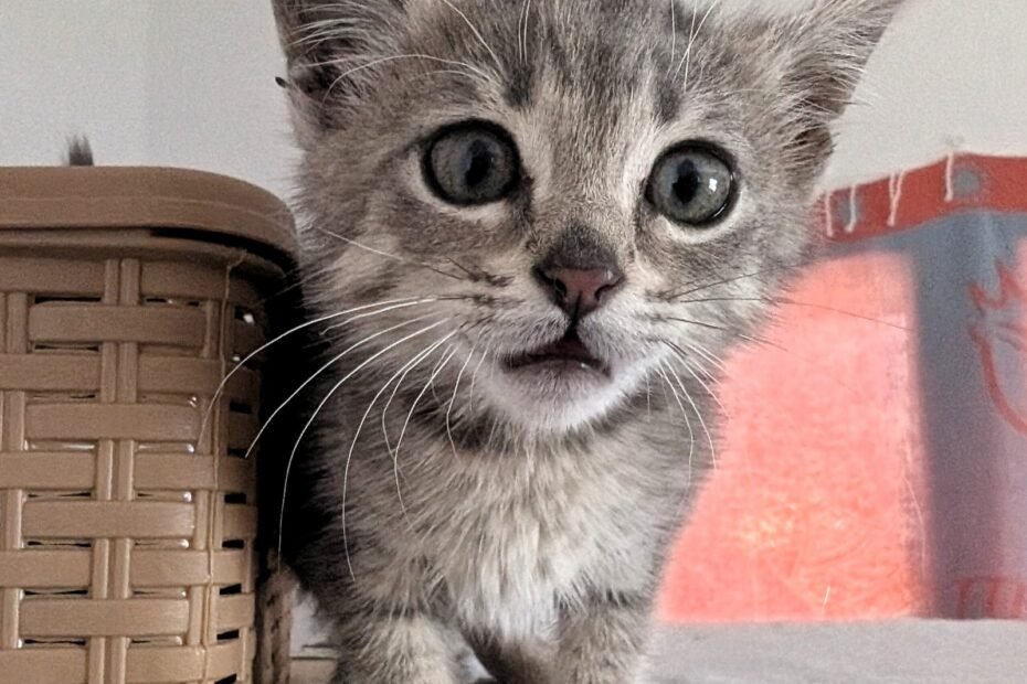 rescue kitten Tunisia