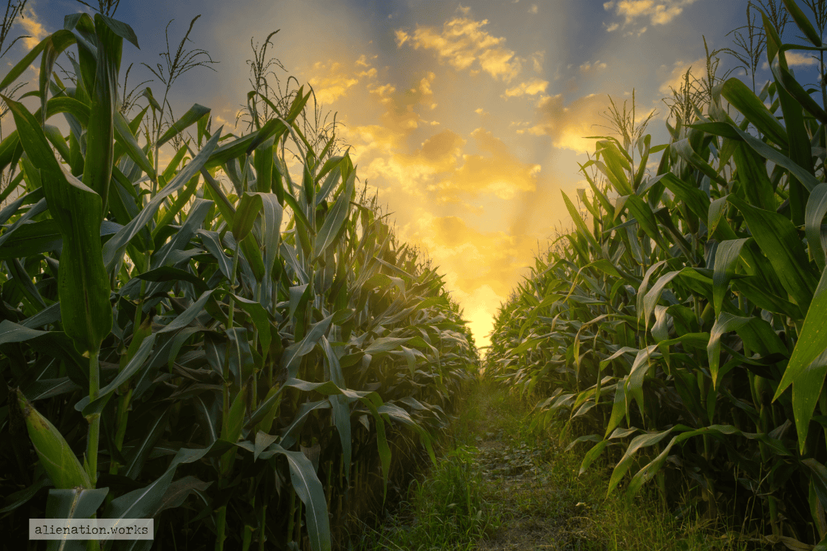 alienation works paddy maisfeld